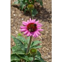 Produkt nicht gewünscht - Echinacea purpurea 'Little Magnus' -R- ca. 11x11 cm Topf (Wuchs jahreszeitlich)