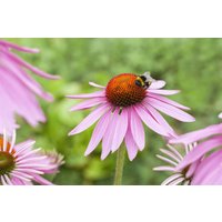 Produkt nicht gewünscht - Echinacea purpurea 'Magnus' ca. 9x9 cm Topf (Wuchs jahreszeitlich)