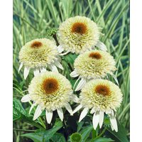 Kategorie <b>Produkt nicht gewünscht </b> - Echinacea purpurea 'Milkshake' -R- ca. 11x11 cm Topf (Wuchs jahreszeitlich)