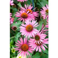 Kategorie <b>Produkt nicht gewünscht </b> - Echinacea purpurea 'Pica Bella' -R- ca. 11x11 cm Topf (Wuchs jahreszeitlich)