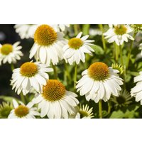 Kategorie <b>Produkt nicht gewünscht </b> - Echinacea purpurea 'PowWow White' ca. 9x9 cm Topf (Wuchs jahreszeitlich)