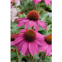 Kategorie <b>Produkt nicht gewünscht </b> - Echinacea purpurea 'PowWow Wild Berry' ca. 9x9 cm Topf (Wuchs jahreszeitlich)