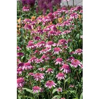 Kategorie <b>Produkt nicht gewünscht </b> - Echinacea purpurea 'Razzmatazz' -R- ca. 11x11 cm Topf (Wuchs jahreszeitlich)