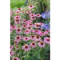 Kategorie <b>Produkt nicht gewünscht </b> - Echinacea purpurea 'Rubinstern' ca. 9x9 cm Topf (Wuchs jahreszeitlich)