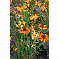 Kategorie <b>Produkt nicht gewünscht </b> - Echinacea purpurea 'Tiki Torch' -R- ca. 11x11 cm Topf (Wuchs jahreszeitlich)