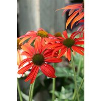 Kategorie <b>Produkt nicht gewünscht </b> - Echinacea purpurea 'Tomato Soup' -R- ca. 11x11 cm Topf (Wuchs jahreszeitlich)