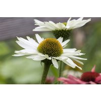 Kategorie <b>Produkt nicht gewünscht </b> - Echinacea purpurea 'Virgin' -R- ca. 11x11 cm Topf (Wuchs jahreszeitlich)