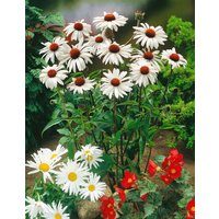 Kategorie <b>Produkt nicht gewünscht </b> - Echinacea purpurea 'White Swan' ca. 9x9 cm Topf (Wuchs jahreszeitlich)