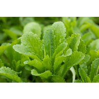 Kategorie <b>Produkt nicht gewünscht </b> - Echinops banaticus 'Taplow Blue' ca. 9x9 cm Topf (Wuchs jahreszeitlich)