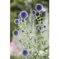 Kategorie <b>Produkt nicht gewünscht </b> - Echinops ritro ca. 9x9 cm Topf (Wuchs jahreszeitlich)
