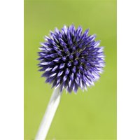 Kategorie <b>Produkt nicht gewünscht </b> - Echinops ritro 'Veitchs Blue' ca. 9x9 cm Topf (Wuchs jahreszeitlich)