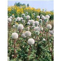 Kategorie <b>Produkt nicht gewünscht </b> - Echinops sphaerocephalus 'Arctic Glow' ca. 9x9 cm Topf (Wuchs jahreszeitlich)