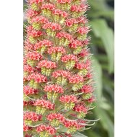 Kategorie <b>Produkt nicht gewünscht </b> - Echium russicum ca. 9x9 cm Topf (Wuchs jahreszeitlich)