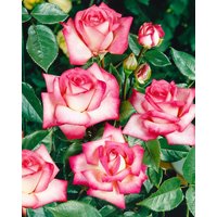 Kategorie <b>Produkt nicht gewünscht </b> - Edelrose Nostalgie 3-5 Liter Container (Wuchs jahreszeitlich)