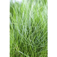 Kategorie <b>Produkt nicht gewünscht </b> - Eleocharis acicularis ca. 9x9 cm Topf (Wuchs jahreszeitlich)