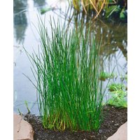 Stauden - Eleocharis palustris ca. 9x9 cm Topf (Wuchs jahreszeitlich)