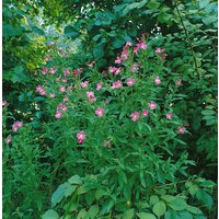 Kategorie <b>Produkt nicht gewünscht </b> - Epilobium hirsutum ca. 9x9 cm Topf (Wuchs jahreszeitlich)