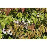 Kategorie <b>Stauden </b> - Epimedium grandiflorum 'Akebono' ca. 9x9 cm Topf (Wuchs jahreszeitlich)