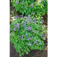 Stauden - Epimedium grandiflorum 'Rose Queen' ca. 9x9 cm Topf (Wuchs jahreszeitlich)