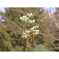 Kategorie <b>Stauden </b> - Epimedium pubigerum ca. 9x9 cm Topf (Wuchs jahreszeitlich)