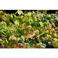 Kategorie <b>Stauden </b> - Epimedium x cult.'Amber Queen' ca. 9x9 cm Topf (Wuchs jahreszeitlich)