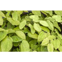 Kategorie <b>Stauden </b> - Epimedium x rubrum ca. 9x9 cm Topf (Wuchs jahreszeitlich)