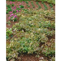 Stauden - Epimedium x warleyense ca. 9x9 cm Topf (Wuchs jahreszeitlich)