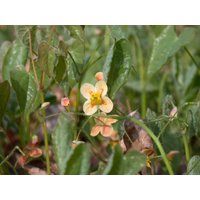 Kategorie <b>Stauden </b> - Epimedium x warleyense 'Orangekönigin' ca. 9x9 cm Topf (Wuchs jahreszeitlich)