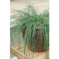 Kategorie <b>Gräser </b> - Eragrostis elliottii 'Wind Dancer' ca. 9x9 cm Topf (Wuchs jahreszeitlich)