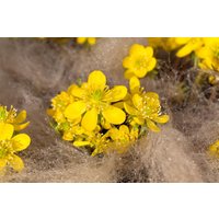 Kategorie <b>Stauden </b> - Eranthis cilicica ca. 9x9 cm Topf (Wuchs jahreszeitlich)