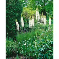 Kategorie <b>Stauden </b> - Eremurus himalaicus 5-7,5 Liter Container (Wuchs jahreszeitlich)