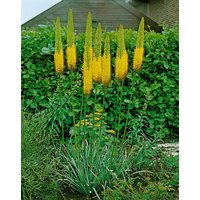 Kategorie <b>Stauden </b> - Eremurus x isabellinus 'Shelford' 3-5 Liter Container (Wuchs jahreszeitlich)