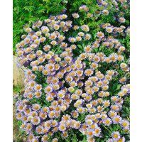 Kategorie <b>Produkt nicht gewünscht </b> - Erigeron glaucus ca. 9x9 cm Topf (Wuchs jahreszeitlich)