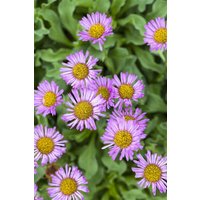 Kategorie <b>Produkt nicht gewünscht </b> - Erigeron speciosus 'Rosa Juwel' ca. 9x9 cm Topf (Wuchs jahreszeitlich)