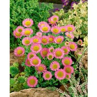 Kategorie <b>Produkt nicht gewünscht </b> - Erigeron x cult.'Karminstrahl' ca. 9x9 cm Topf (Wuchs jahreszeitlich)