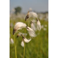 Kategorie <b>Stauden </b> - Eriophorum vaginatum ca. 9x9 cm Topf (Wuchs jahreszeitlich)