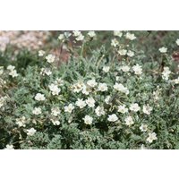 Kategorie <b>Produkt nicht gewünscht </b> - Erodium chrysanthum ca. 9x9 cm Topf (Wuchs jahreszeitlich)