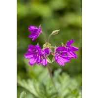 Kategorie <b>Produkt nicht gewünscht </b> - Erodium manescavii ca. 9x9 cm Topf (Wuchs jahreszeitlich)