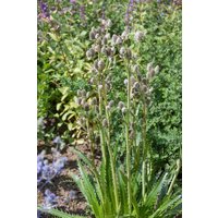 Kategorie <b>Produkt nicht gewünscht </b> - Eryngium agavifolium ca. 11x11 cm Topf (Wuchs jahreszeitlich)