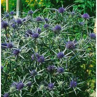 Kategorie <b>Produkt nicht gewünscht </b> - Eryngium amethystinum ca. 9x9 cm Topf (Wuchs jahreszeitlich)