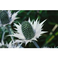Kategorie <b>Produkt nicht gewünscht </b> - Eryngium giganteum ca. 11x11 cm Topf (Wuchs jahreszeitlich)
