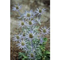 Kategorie <b>Produkt nicht gewünscht </b> - Eryngium planum ca. 9x9 cm Topf (Wuchs jahreszeitlich)