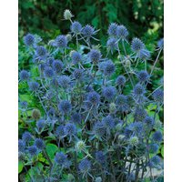 Kategorie <b>Produkt nicht gewünscht </b> - Eryngium planum 'Blauer Zwerg' ca. 9x9 cm Topf (Wuchs jahreszeitlich)