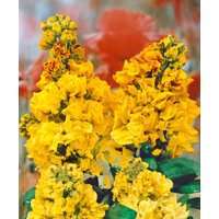 Kategorie <b>Stauden </b> - Erysimum cheiri 'Yellow Bird' ca. 9x9 cm Topf (Wuchs jahreszeitlich)