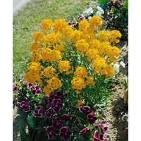 Kategorie <b>Stauden </b> - Erysimum x allionii ca. 9x9 cm Topf (Wuchs jahreszeitlich)