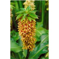 Kategorie <b>Produkt nicht gewünscht </b> - Eucomis bicolor ca. 9x9 cm Topf (Wuchs jahreszeitlich)