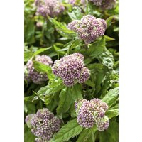 Kategorie <b>Produkt nicht gewünscht </b> - Eupatorium cannabinum ca. 9x9 cm Topf (Wuchs jahreszeitlich)