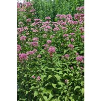 Kategorie <b>Produkt nicht gewünscht </b> - Eupatorium fistulosum 'Purple Bush' ca. 11x11 cm Topf (Wuchs jahreszeitlich)
