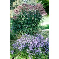 Kategorie <b>Produkt nicht gewünscht </b> - Eupatorium fistulosum 'Riesenschirm' ca. 9x9 cm Topf (Wuchs jahreszeitlich)