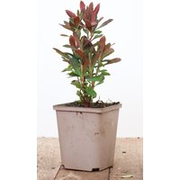 Stauden - Euphorbia amygdaloides 'Purpurea' ca. 11x11 cm Topf (Wuchs jahreszeitlich)